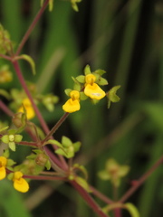 Calceolaria mexicana