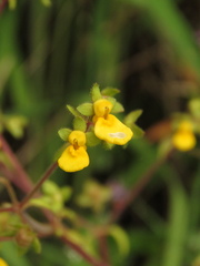 Calceolaria mexicana