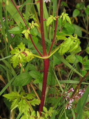 Calceolaria mexicana
