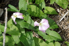Calystegia sepium roseata