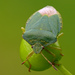Green Shield Bug - Photo (c) Darius Baužys, some rights reserved (CC BY)