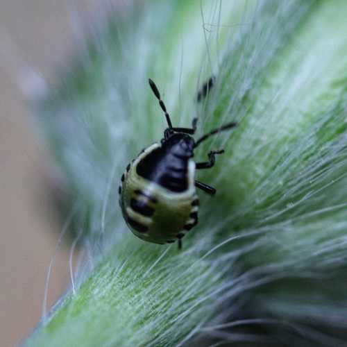 Medinė skydblakė nuotrauka