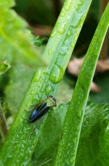 Cicadella