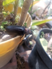 Aplagiognathus spinosus