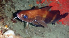 Trisopterus luscus