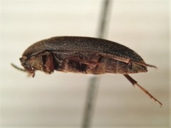 Eustrophopsis arizonensis