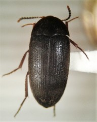 Eustrophopsis arizonensis