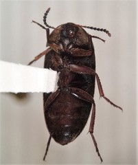 Eustrophopsis arizonensis