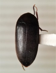 Eustrophopsis arizonensis