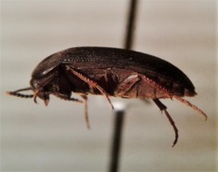 Eustrophopsis arizonensis