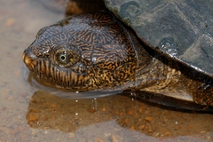 Serrated Hinged Terrapin photo 2