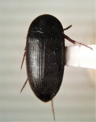 Eustrophopsis arizonensis