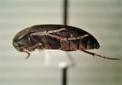 Eustrophopsis arizonensis