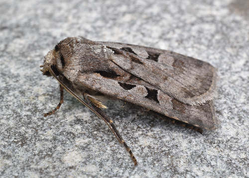 Fillet Dart photo 2