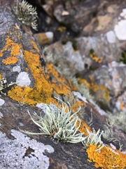 Ramalina cuspidata