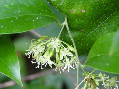 Lanceleaf Greenbrier