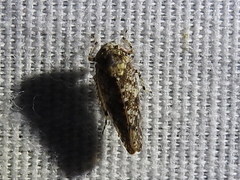 Paraphlepsius collitus