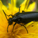 Epicauta puncticollis - Photo (c) Jason Headley, some rights reserved (CC BY-NC), uploaded by Jason Headley