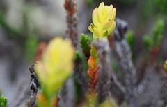 Exobasidium hypogenum