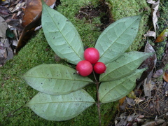 Eugenia sapoensis