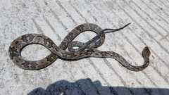 Trimorphodon biscutatus