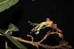 Colicodendron scabridum