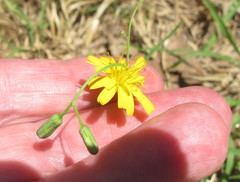 Hieracium paniculatum