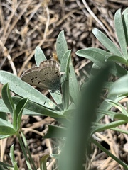 Icaricia icarioides evius