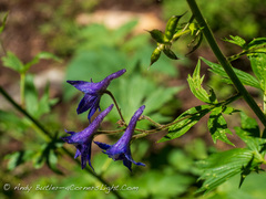 Delphinium barbeyi