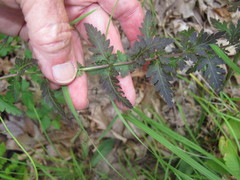 Aureolaria pedicularia