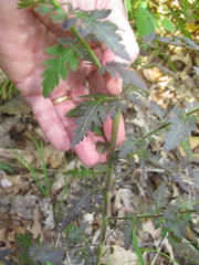 Aureolaria pedicularia