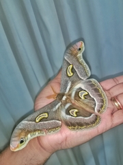 Epiphora rectifascia