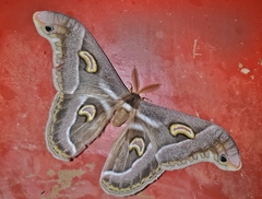 Epiphora rectifascia