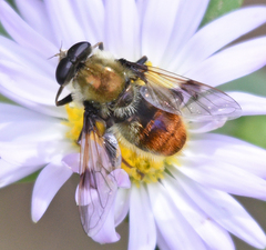Sericomyia flagrans