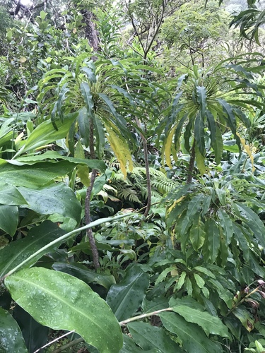 Cyanea angustifolia