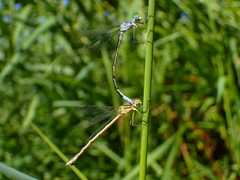 Lestes unguiculatus