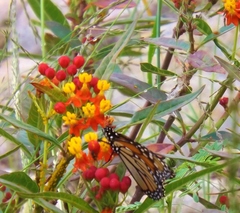 Danaus plexippus plexippus
