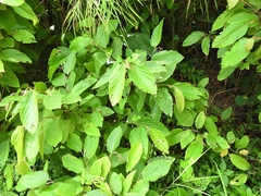 Flemingia strobilifera