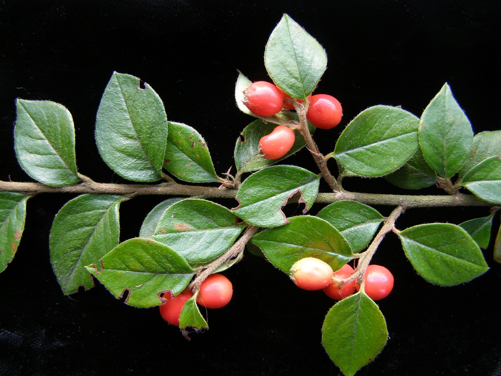 Himalayan cotoneaster