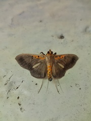 Filodes costivitralis