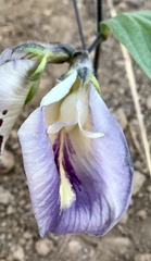 Clitoria guianensis
