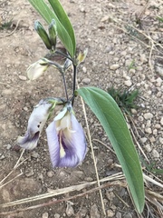 Clitoria guianensis