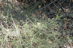 Galium angustifolium