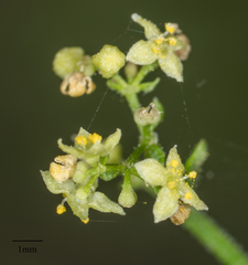 Galium angustifolium