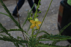 Parkinsonia peruviana