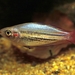 Western Rainbowfish - Photo (c) Mike S, some rights reserved (CC BY-NC-ND)