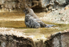 Passerina cyanea