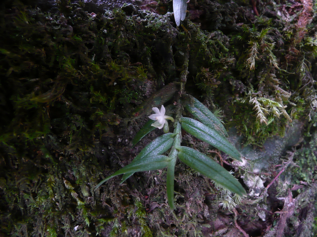 Eggelingia clavata