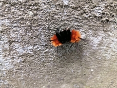 Turuptiana obliqua
