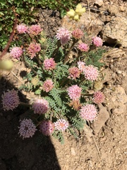 Chaenactis douglasii alpina